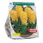 Baltus Hyacinthus City of Haarlem bloembollen per 10 stuks
