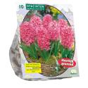 Baltus Hyacinthus Fondante bloembollen per 10 stuks