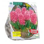 Baltus Hyacinthus Fondante bloembollen per 10 stuks