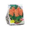 Baltus Hyacinthus Gipsy Queen bloembollen per 10 stuks
