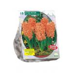 Baltus Hyacinthus Gipsy Queen bloembollen per 10 stuks