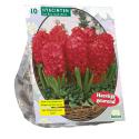 Baltus Hyacinthus Jan Bos bloembollen per 10 stuks