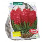 Baltus Hyacinthus Jan Bos bloembollen per 10 stuks