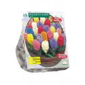 Baltus Hyacinthus Mix bloembollen per 15 stuks