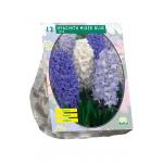 Baltus Hyacinthus Mixed Blue bloembollen per 12 stuks