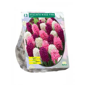 Baltus Hyacinthus Mixed Pink bloembollen per 12 stuks