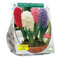 Baltus Hyacinthus Prep Mix bloembollen per 3 stuks