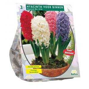 Baltus Hyacinthus Prep Mix bloembollen per 3 stuks