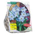 Baltus Ipheion bloembollen per 100 stuks