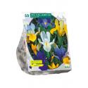 Baltus Iris Hollandica bloembollen per 50 stuks