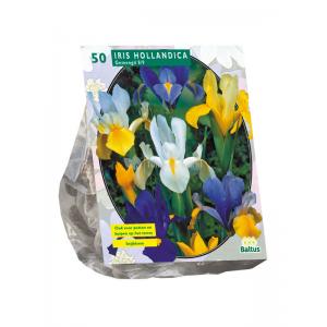 Baltus Iris Hollandica bloembollen per 50 stuks