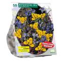 Baltus Iris Reticulata Mix bloembollen per 50 stuks