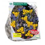 Baltus Iris Reticulata Mix bloembollen per 50 stuks