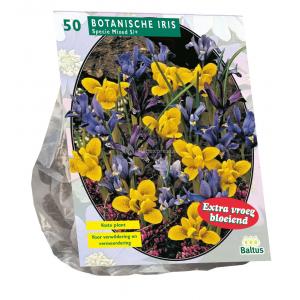 Baltus Iris Reticulata Mix bloembollen per 50 stuks