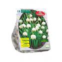 Baltus Leucojum bloembollen per 10 stuks