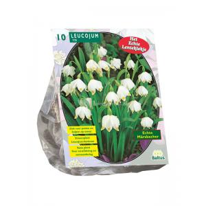 Baltus Leucojum bloembollen per 10 stuks