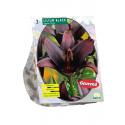 Baltus Lelie Lilium Black bloembollen per 3 stuks