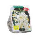 Baltus Lelie Lilium Candidum Wit bloembollen per 1 stuks