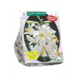 Baltus Lelie Lilium Candidum Wit bloembollen per 1 stuks