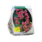 Baltus Lelie Lilium Martagon bloembol per 1 stuks