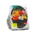 Baltus Lelie Lilium Mix bloembollen per 5 stuks