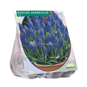 Baltus Muscari Armeniacum bloembollen per 100 stuks