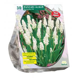 Baltus Muscari Botryoides Album bloembollen per 30 stuks