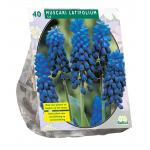 Baltus Muscari Latifolium bloembollen per 40 stuks