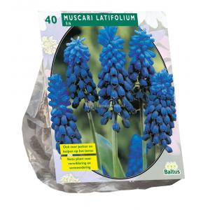 Baltus Muscari Latifolium bloembollen per 40 stuks