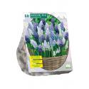 Baltus Muscari Mix bloembollen per 50 stuks