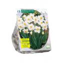 Baltus Narcissus Actea bloembollen per 12 stuks