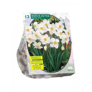 Baltus Narcissus Actea bloembollen per 12 stuks
