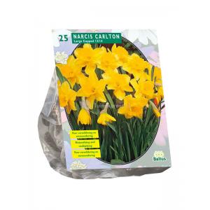Baltus Narcissus Carlton bloembollen per 25 stuks