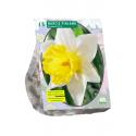 Baltus Narcissus Finland bloembollen per 15 stuks