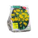 Baltus Narcissus Mini Bulbocodium bloembollen per 30 stuks