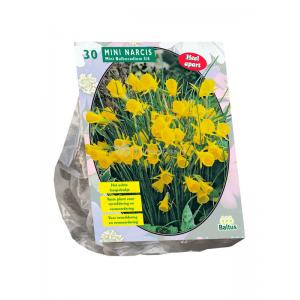 Baltus Narcissus Mini Bulbocodium bloembollen per 30 stuks