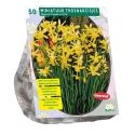 Baltus Narcissus Mini Hawera bloembollen per 50 stuks