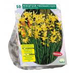 Baltus Narcissus Mini Hawera bloembollen per 50 stuks