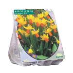 Baltus Narcissus Mini Jetfire Geel Oranje bloembollen per 25 stuks