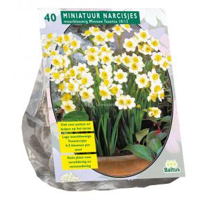 Baltus Narcissus Mini Mix bloembollen per 40 stuks