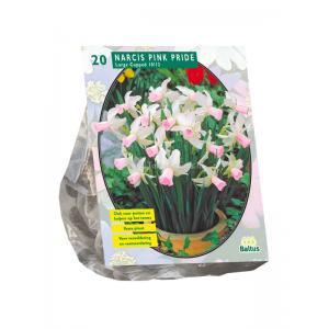 Baltus Narcissus Mini Pink Pride bloembollen 20 stuks