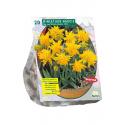 Baltus Narcissus Mini Rip van Winkle bloembollen 20 stuks