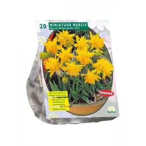 Baltus Narcissus Mini Rip van Winkle bloembollen 20 stuks