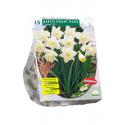 Baltus Narcissus Mount Hood bloembollen per 15 stuks