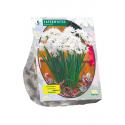 Baltus Narcissus Paperwhite Ziva narcissen bloembollen per 5 stuks