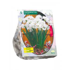 Baltus Narcissus Paperwhite Ziva narcissen bloembollen per 5 stuks