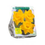 Baltus Narcissus Trompet Geel bloembollen per 25 stuks