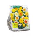 Baltus Narcissus Trompet Mix bloembollen per 25 stuks