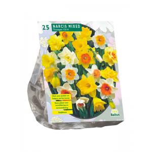 Baltus Narcissus Trompet Mix bloembollen per 25 stuks