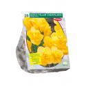 Baltus Narcissus Yellow Cheerfulness bloembollen per 20 stuks